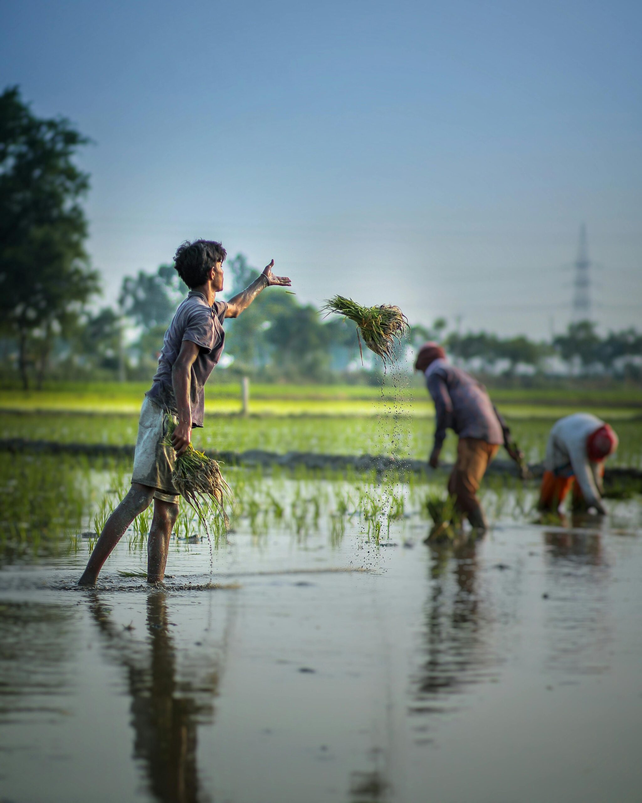 Group of farmers working in a flooded rice field during planting season in a rural area.